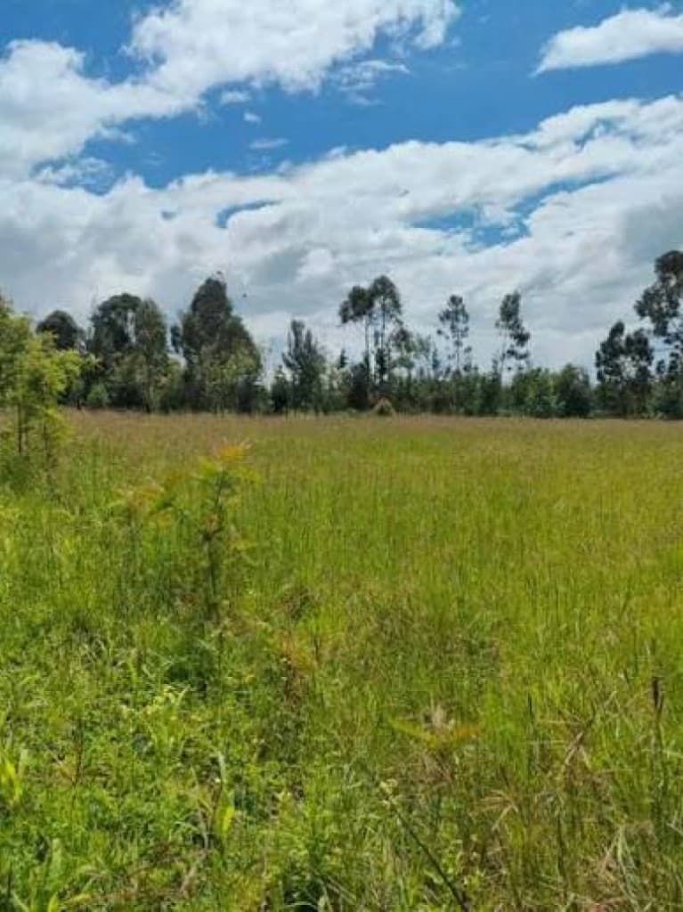 Open grassy field under a blue sky